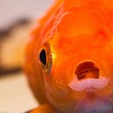 สมาชิกหมายเลข 1778491