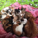 สมาชิกหมายเลข 3456191