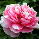 สมาชิกหมายเลข 856283