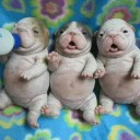 สมาชิกหมายเลข 1801390