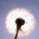 สมาชิกหมายเลข 2212133