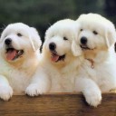 สมาชิกหมายเลข 2212933