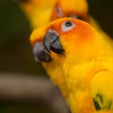 ไม้เท้าคนจร