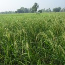 ชาวสวนนะ