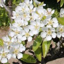 ลูกสาวฉันมีฟันกระต่าย