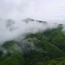 เมล็ดสน บนยอดดอย