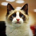 สมาชิกหมายเลข 1802778