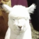 Alpaca