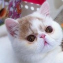 ชอบกินชานมเย็น