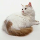 สมาชิกหมายเลข 1378779