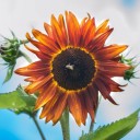 สมาชิกหมายเลข 1804485