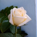 สมาชิกหมายเลข 2057743