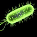 listeria