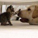 มะนาวเค็มเกลือเปรี้ยวหวานฉ่ำ