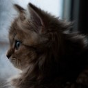 สมาชิกหมายเลข 2609154