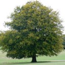 สมาชิกหมายเลข 920873