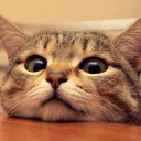 สมาชิกหมายเลข 977415