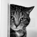 คนรักแมวเหมียว