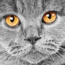 สมาชิกหมายเลข 1153848