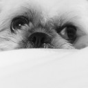 สมาชิกหมายเลข 1000993