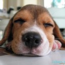 สมาชิกหมายเลข 1940055