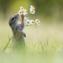 องค์หญิงที่9