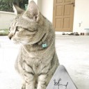 เจ้าหมูตุ๊บตั๊บ