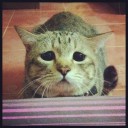 สมาชิกหมายเลข 977915