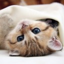 สมาชิกหมายเลข 978281