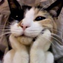 สมาชิกหมายเลข 1381514