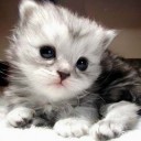 สมาชิกหมายเลข 1549856