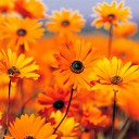 สมาชิกหมายเลข 1883880