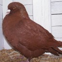 อ่องคะยอ