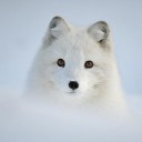 สมาชิกหมายเลข 1381754