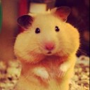 หมูแฮมส์เตอร์