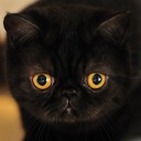 สมาชิกหมายเลข 889906