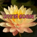 สมาชิกหมายเลข 3020490