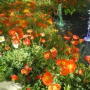 สมาชิกหมายเลข 951850