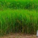 สมาชิกหมายเลข 1720603