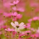 สมาชิกหมายเลข 1383899