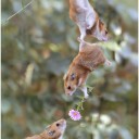 สมาชิกหมายเลข 1586739