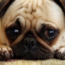 สมาชิกหมายเลข 1780312