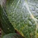 สมาชิกหมายเลข 2440536