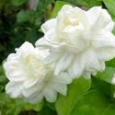 สมาชิกหมายเลข 982145