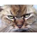 สมาชิกหมายเลข 2221079