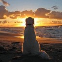 สมาชิกหมายเลข 2966900