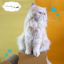 สมาชิกหมายเลข 1384939