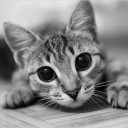 สมาชิกหมายเลข 2221174