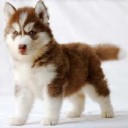 สมาชิกหมายเลข 1385491