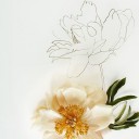 สมาชิกหมายเลข 2042565